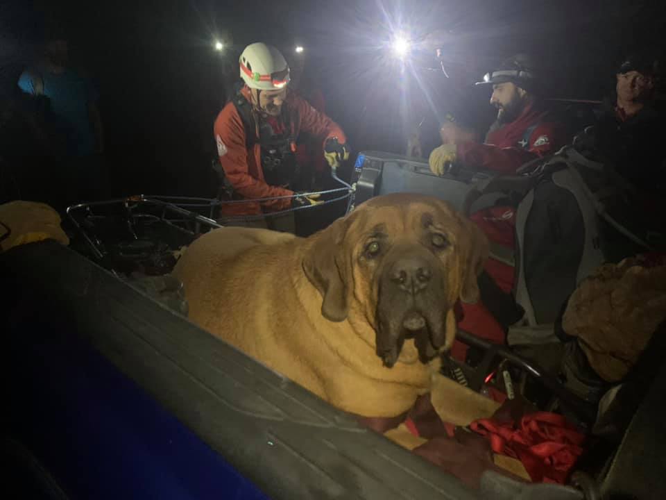mastiff, rescue, utah, huge dog