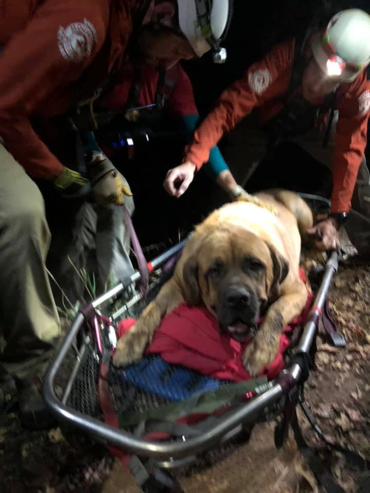 mastiff, rescue, utah, huge dog