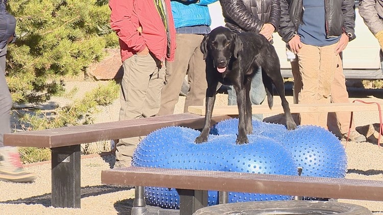 avalanche, dogs, training, summit county, colorado