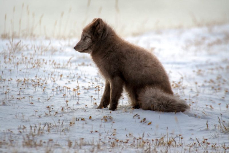 greenland, arctic fox cub