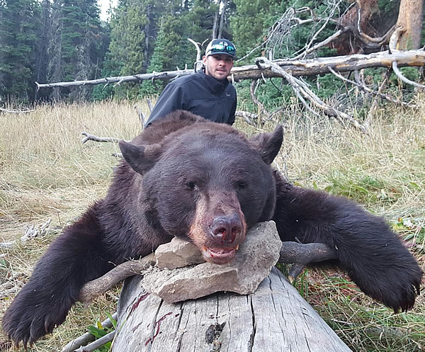 Hunting black bears in Nevada 