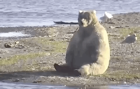 fat bear, alaska