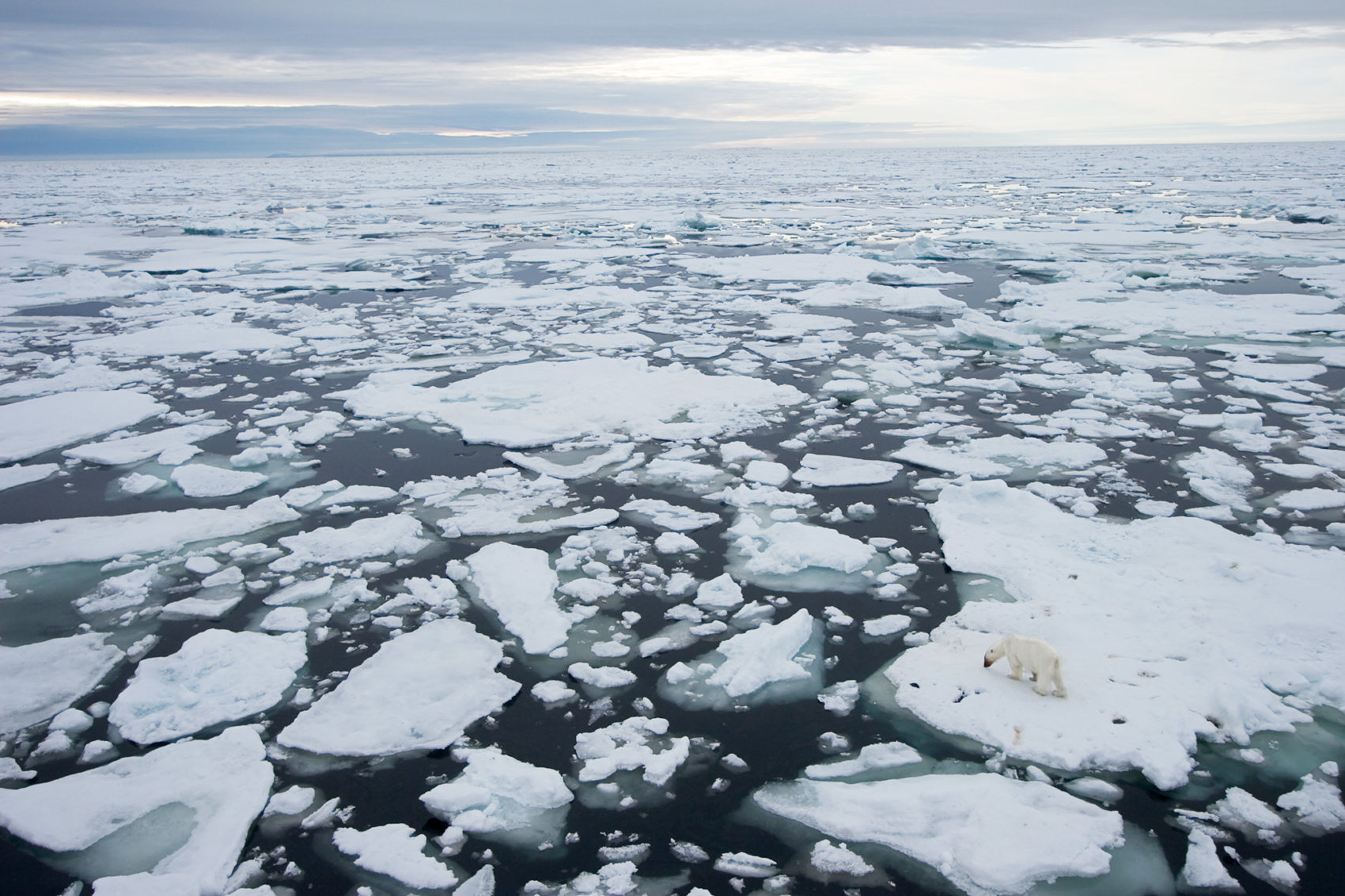 A polar bear on melting sea ice.