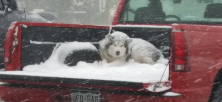 dog, snow, malamute, cruelty,