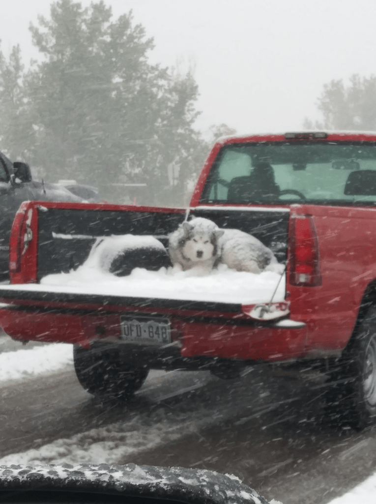 Cool Or Cruelty Viral Picture of Dog in Back of Truck During Colorado Snowstorm Splits Opinion SnowBrains