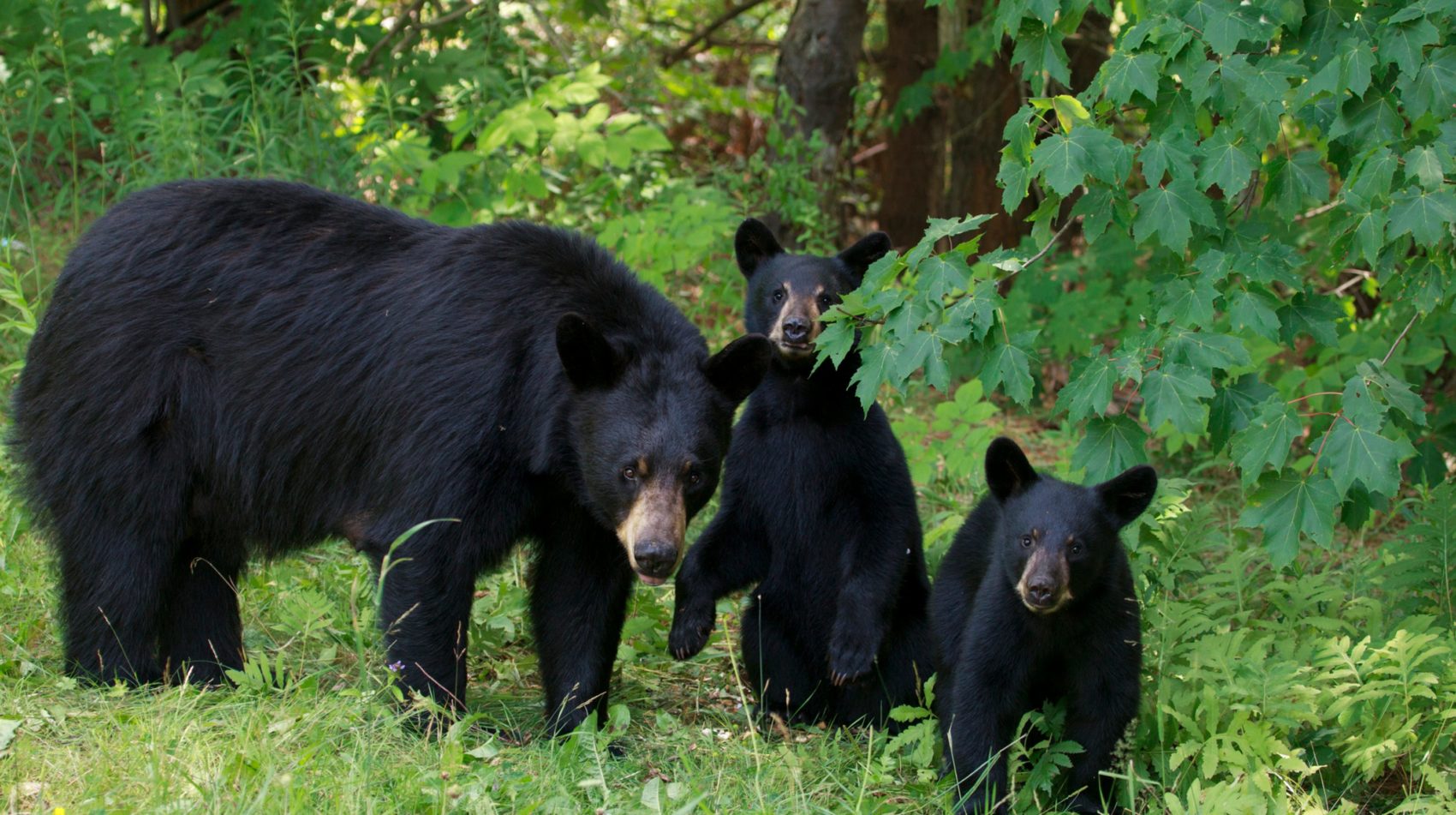 Black bears with cubs