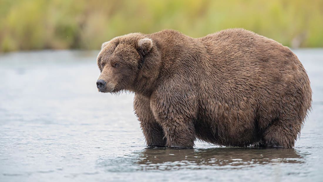 Fat Bear Week is HERE! Submit Your Vote to Crown the Fattest Bear in