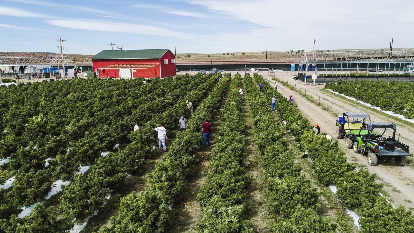 marijuana, lost, colorado, pueblo