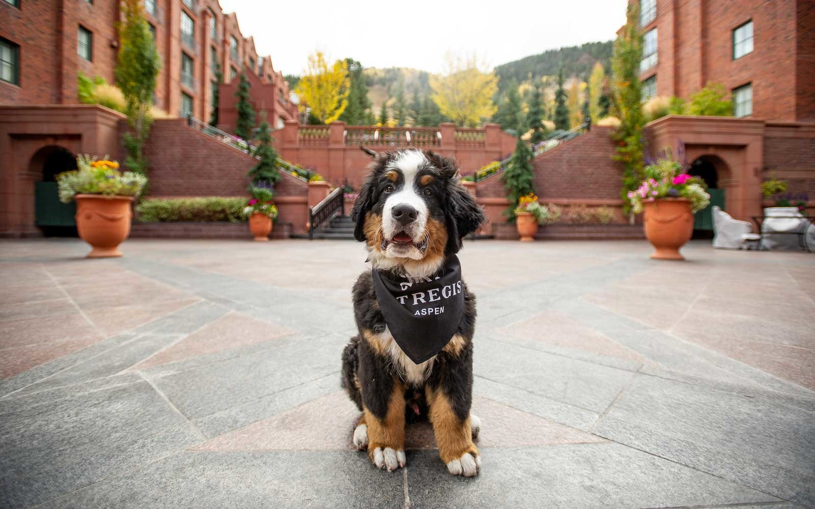 Be the Fur Butler at the St. Regis Aspen and take care of Kitty!