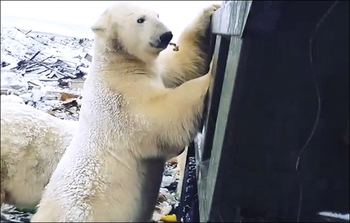Novaya Zemlaya, polar bear, dump