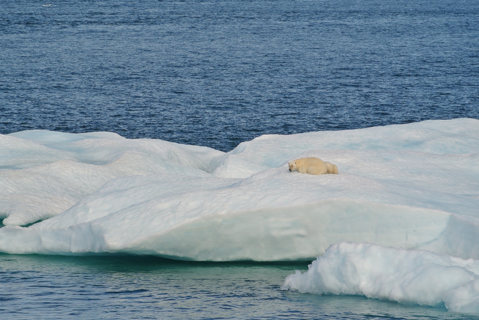 Polar Bear 