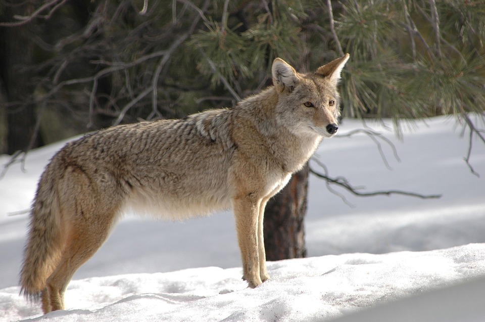 coyote, 