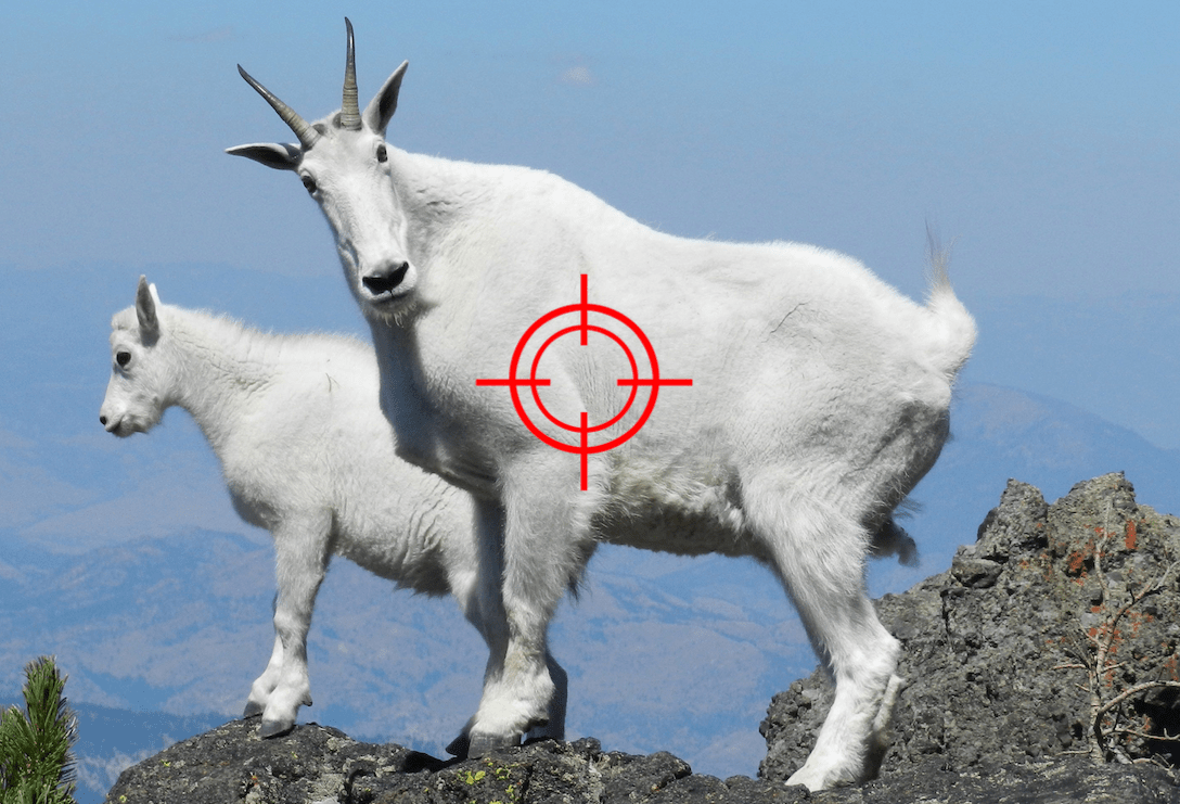 goats, mountain goat, 