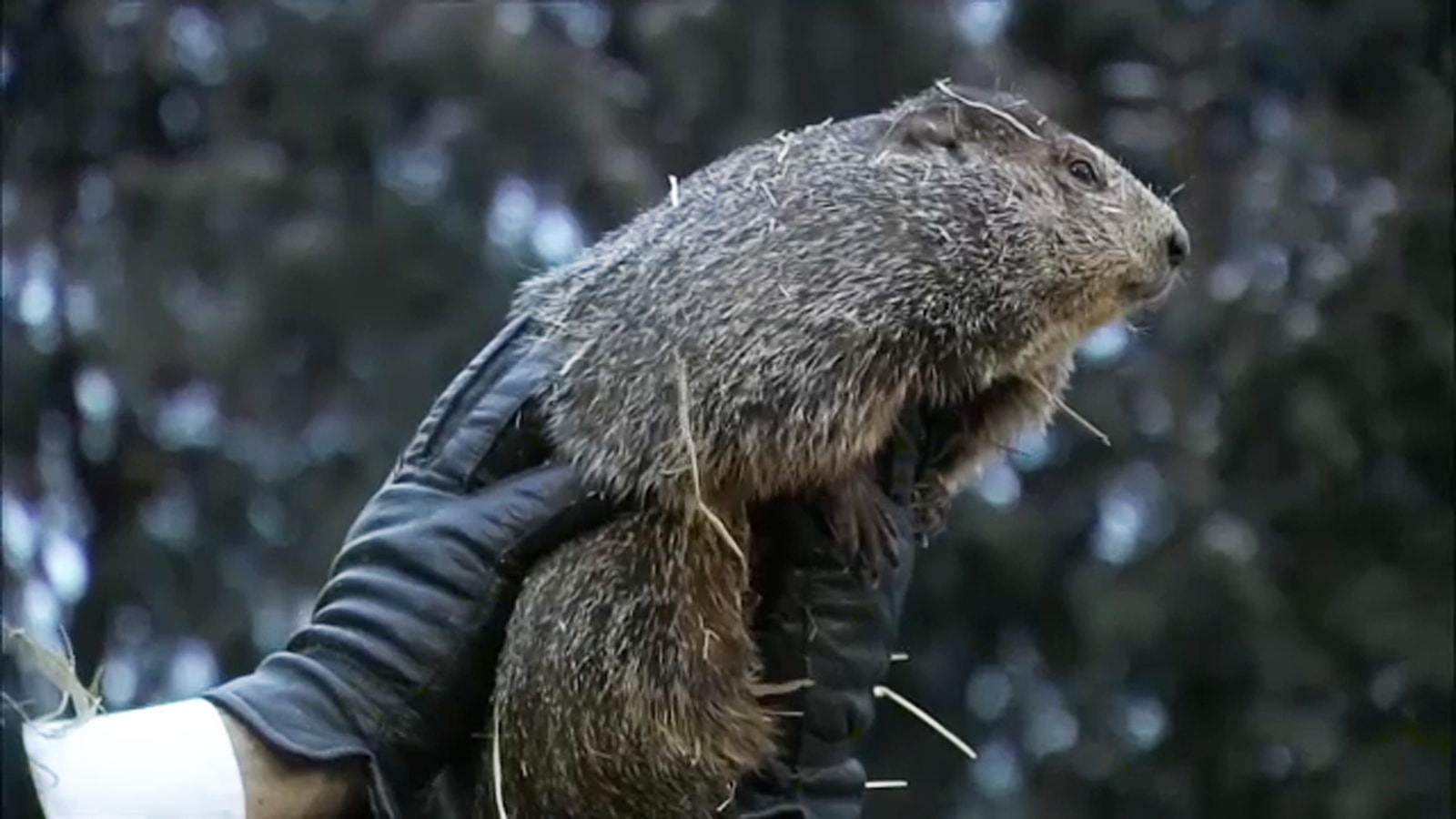 Punxsutawney Phil, Groundhog Day