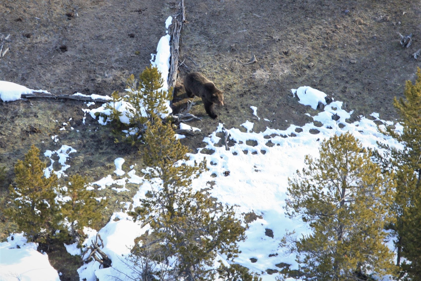Yellowstone, Wyoming, grizzly