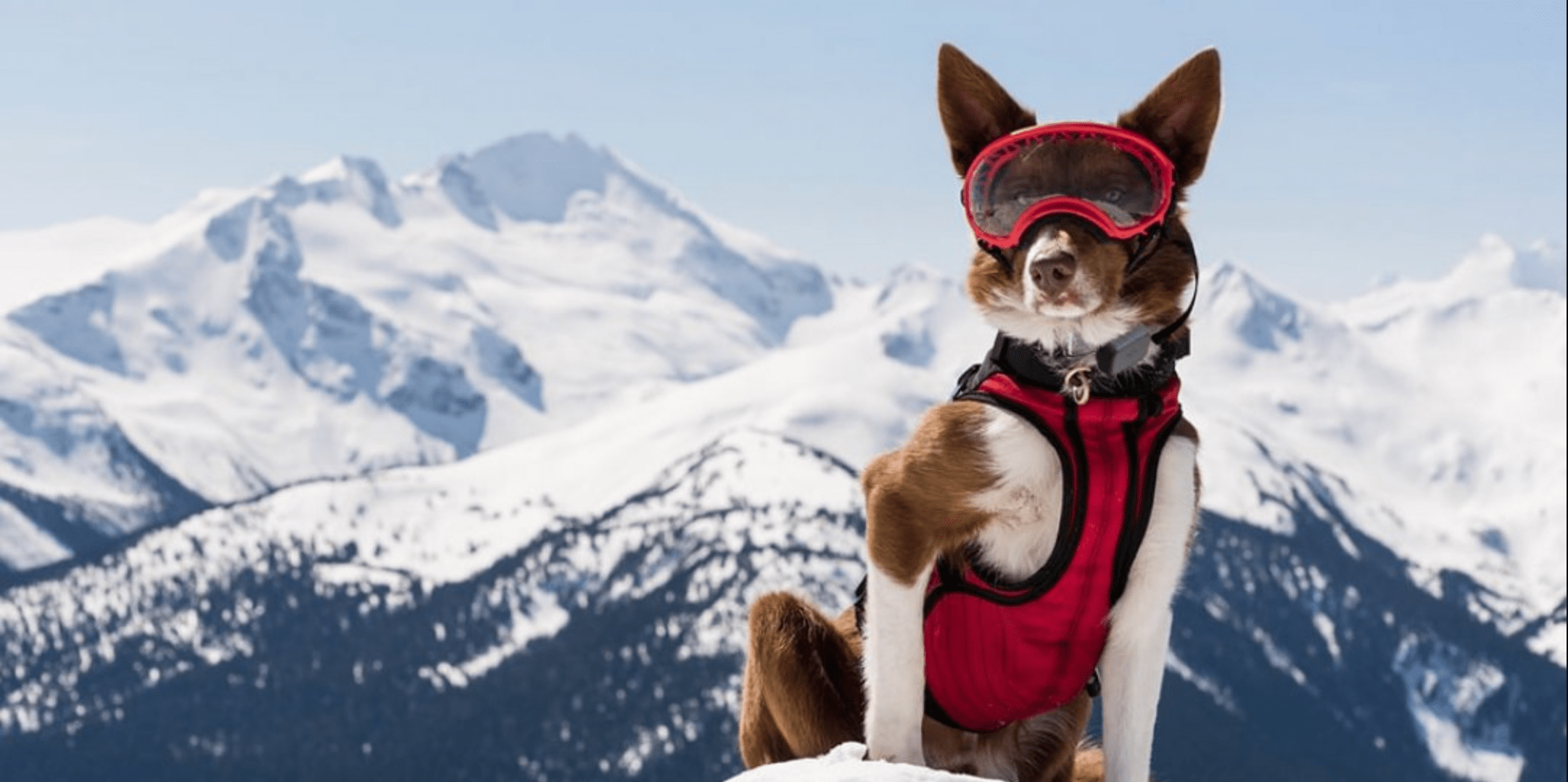 Soon you might see dogs on ski hills alongside their owners!