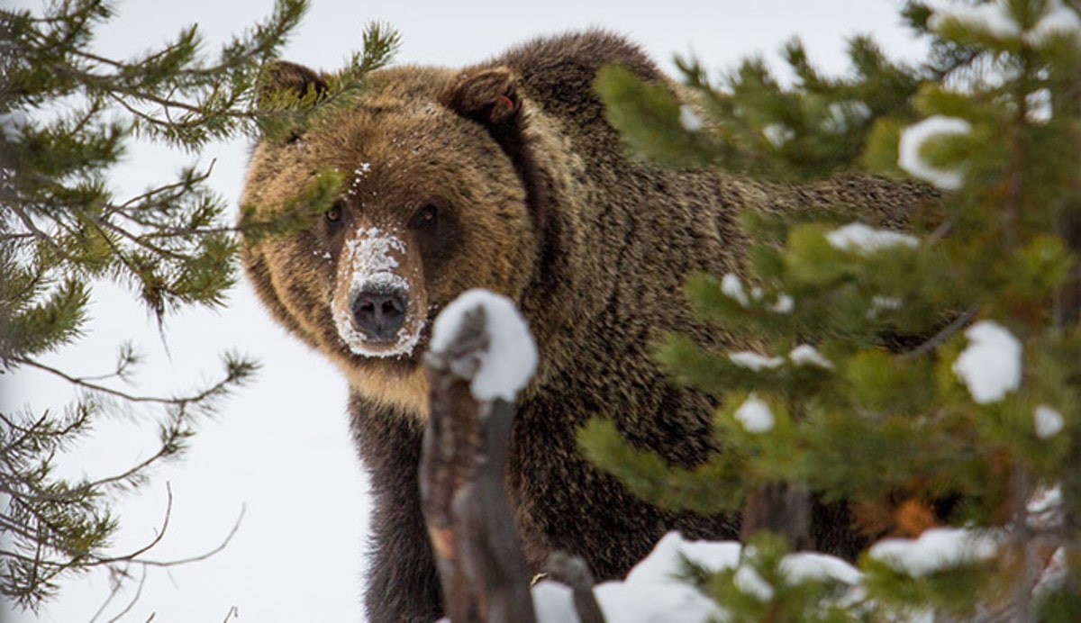 grizzly bear, Yellowstone