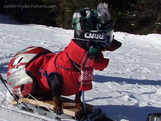 Dog ski gear is coming!