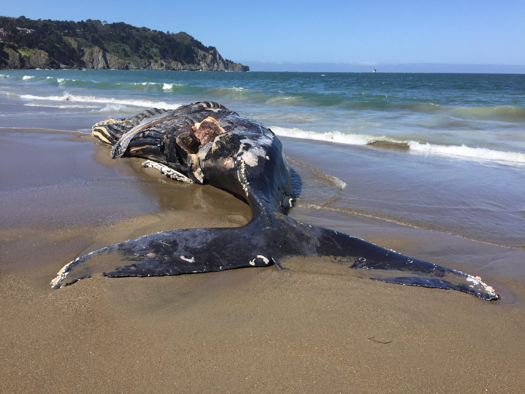 Dead Humpback Whale Washes Ashore at San Francisco's Baker Beach