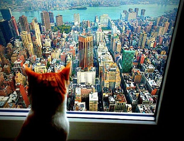 cat, New York