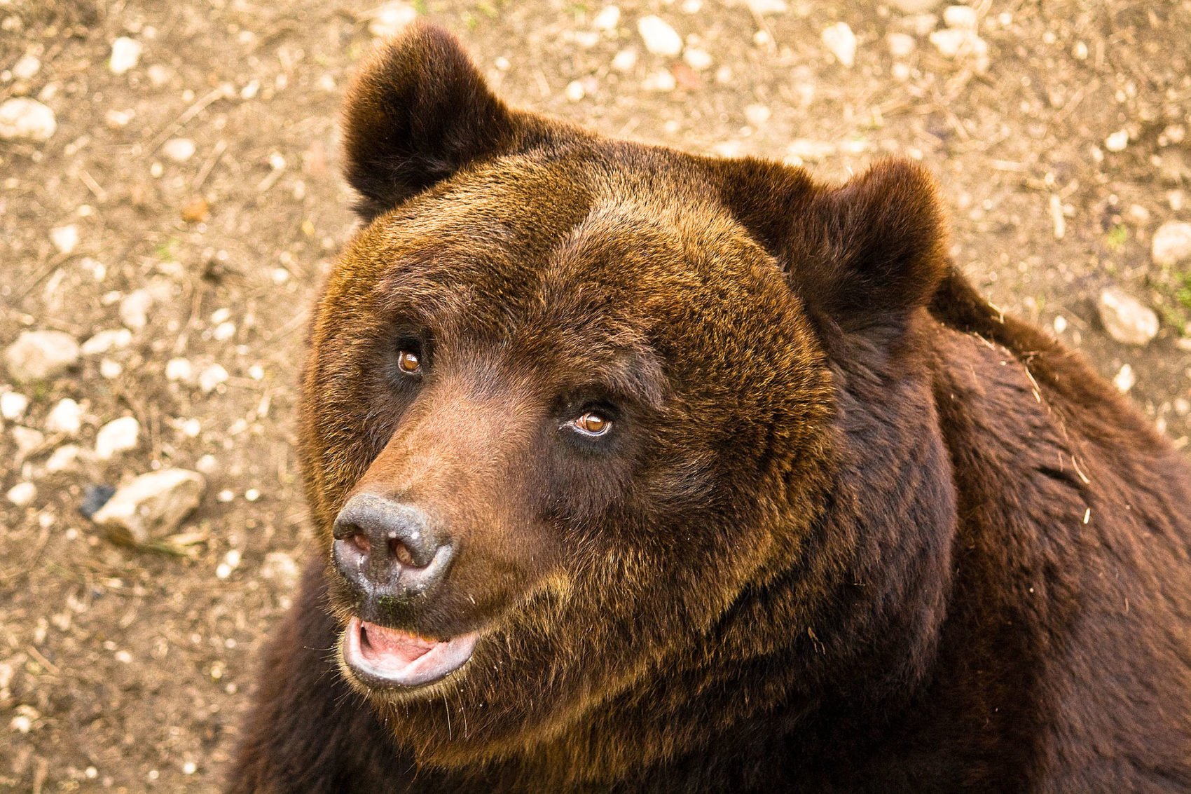 brown bear, italy, 