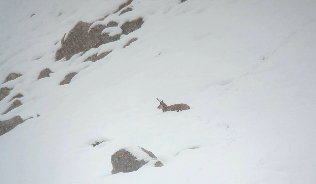 also, snow, France