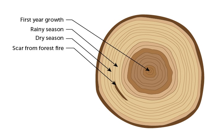 Tree Diagram, Dendrochronology