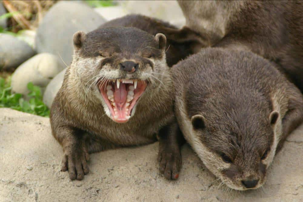 river otters,