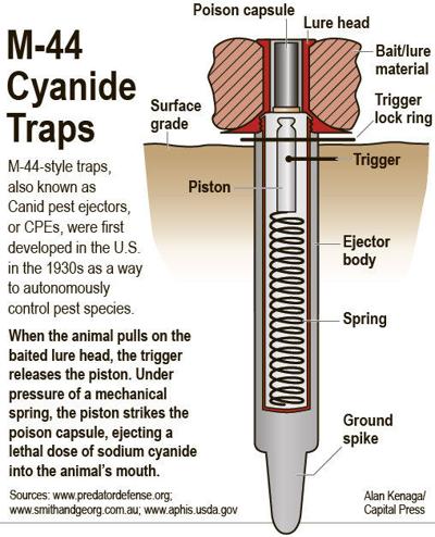 cyanide