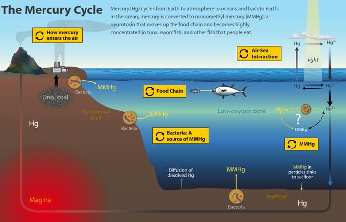 Pollution, Atmosphere, Mercury, Ocean, Food chain, Wildlife, Humans