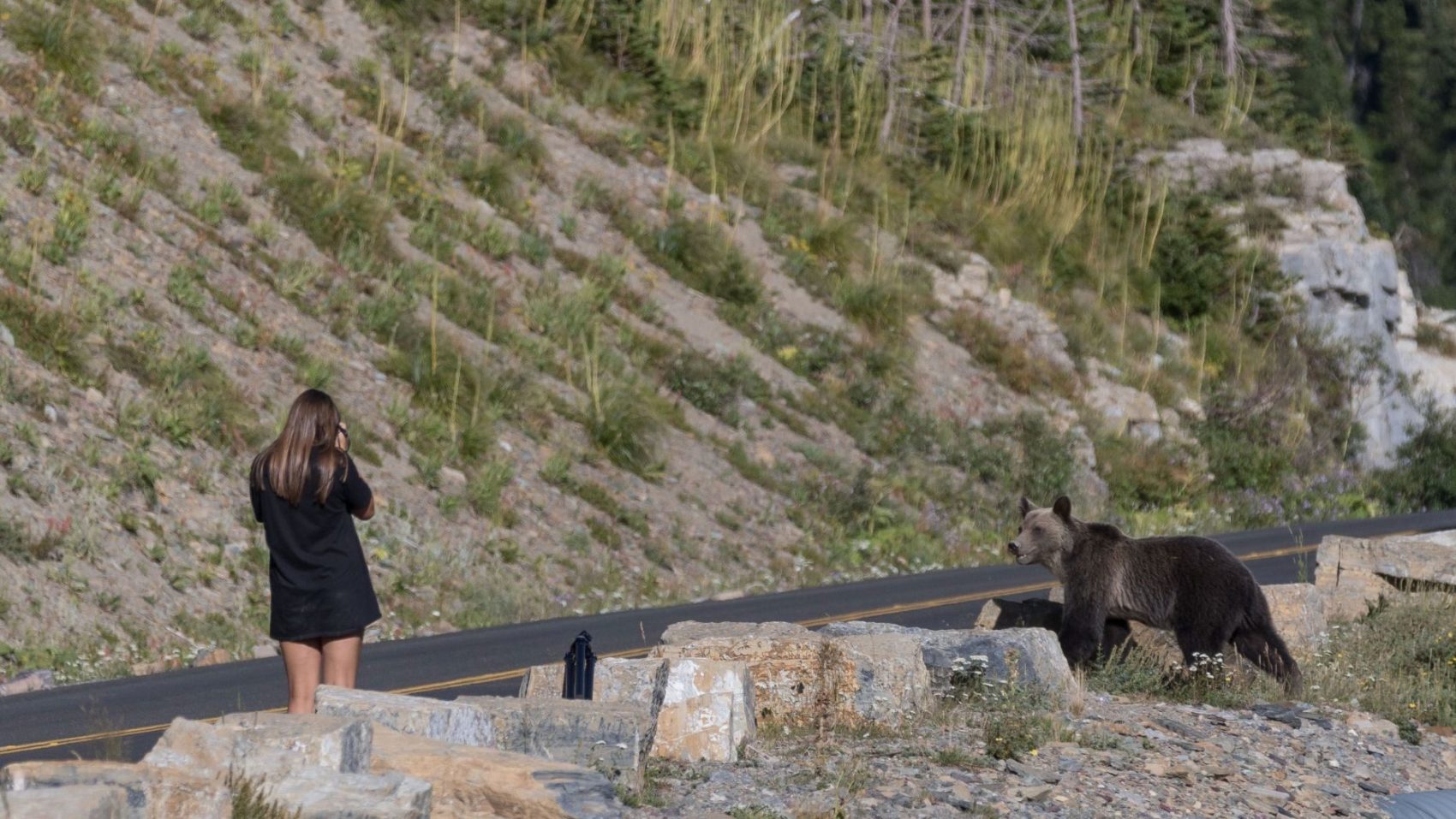 Too close to wildlife, stopping