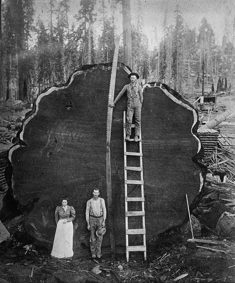 Old time loggers