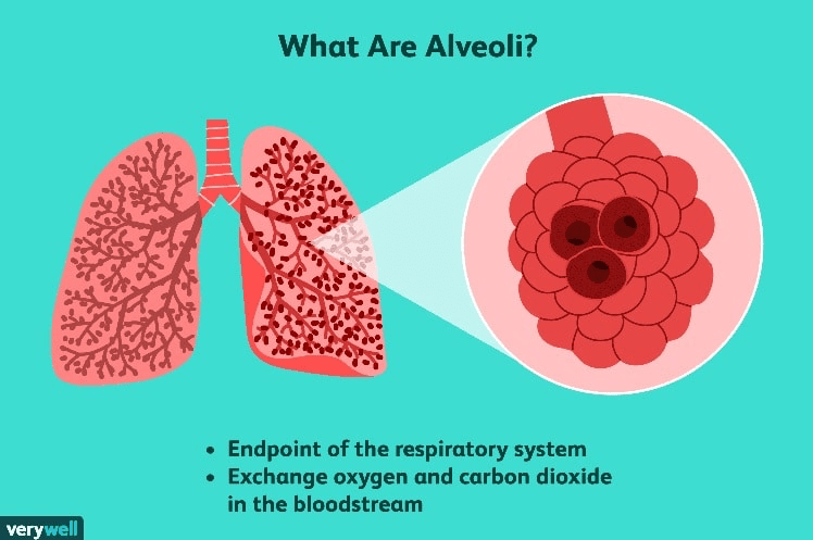 Diagram of human lungs