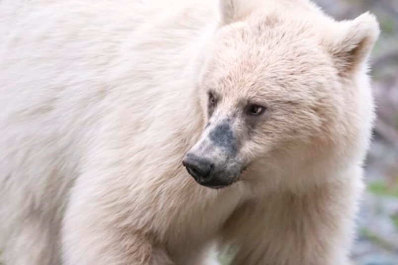 Rare White Grizzly Bear