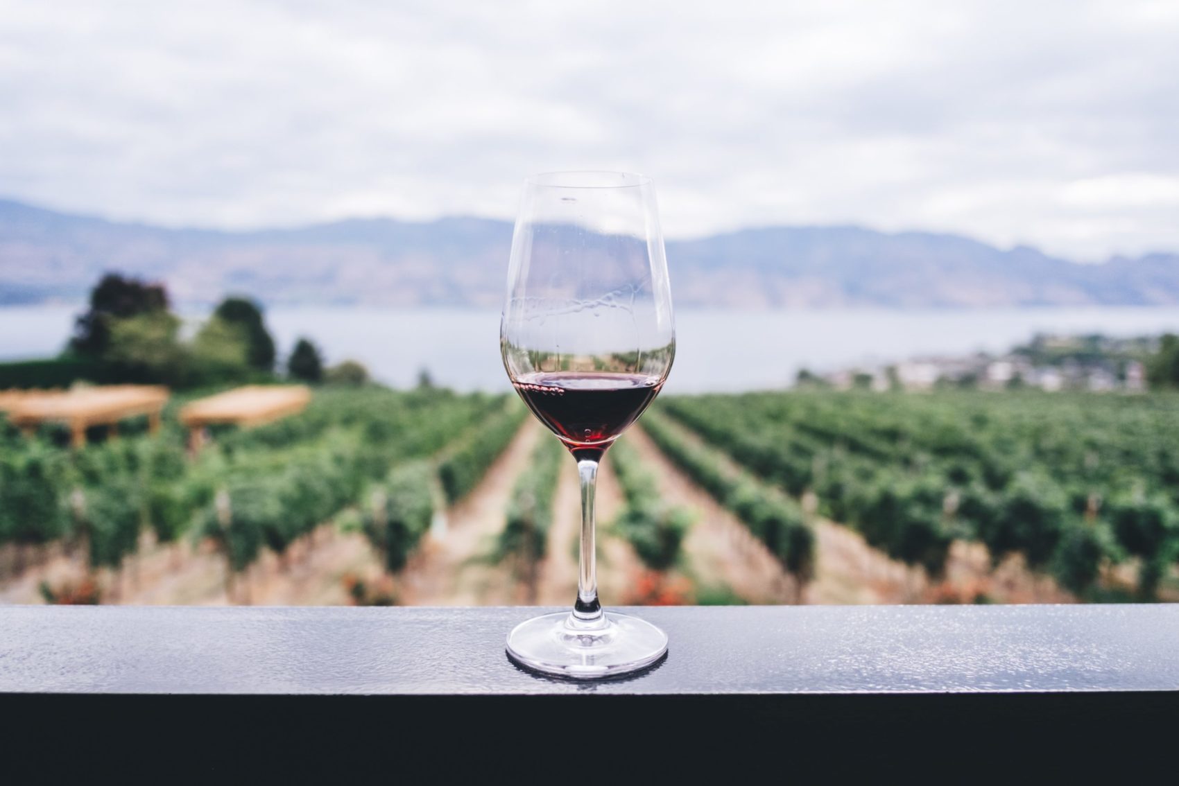 Wine and vineyards