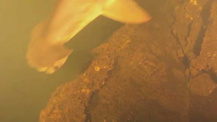 hammerhead shark spotted in volcano