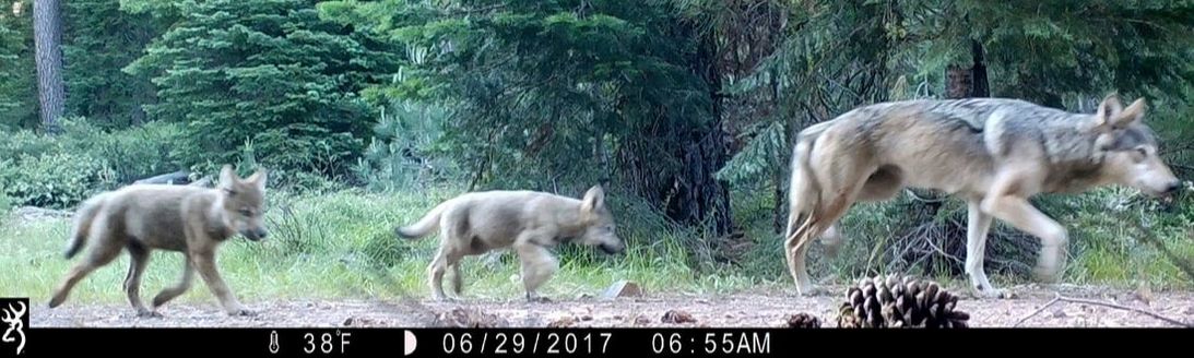 baby wolves