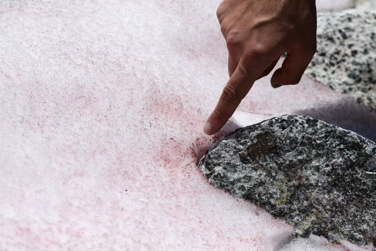 Climate Change, Italian Alps Is Turning Pink Due To Algae That Increases Ice Melting