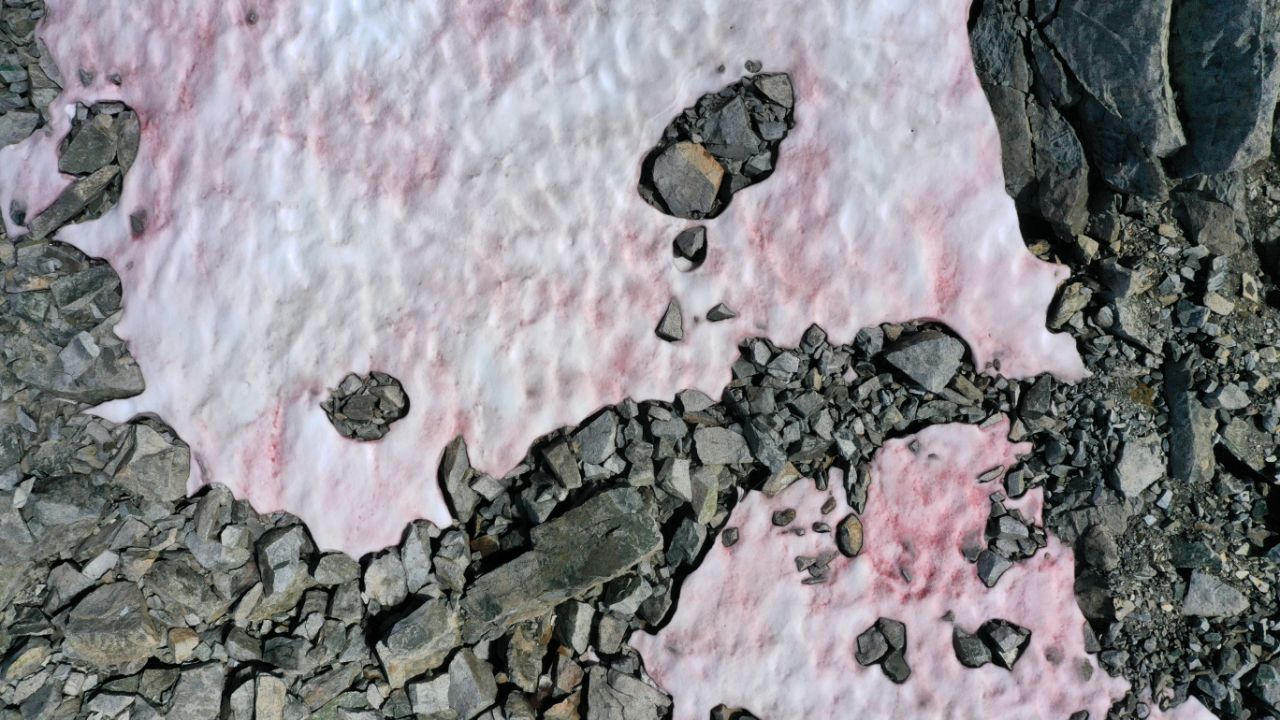 Italian Alps Is Turning Pink Due To Algae That Increases Ice Melting