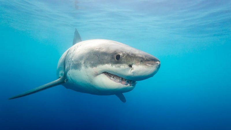 Great white shark - Australian Geographic