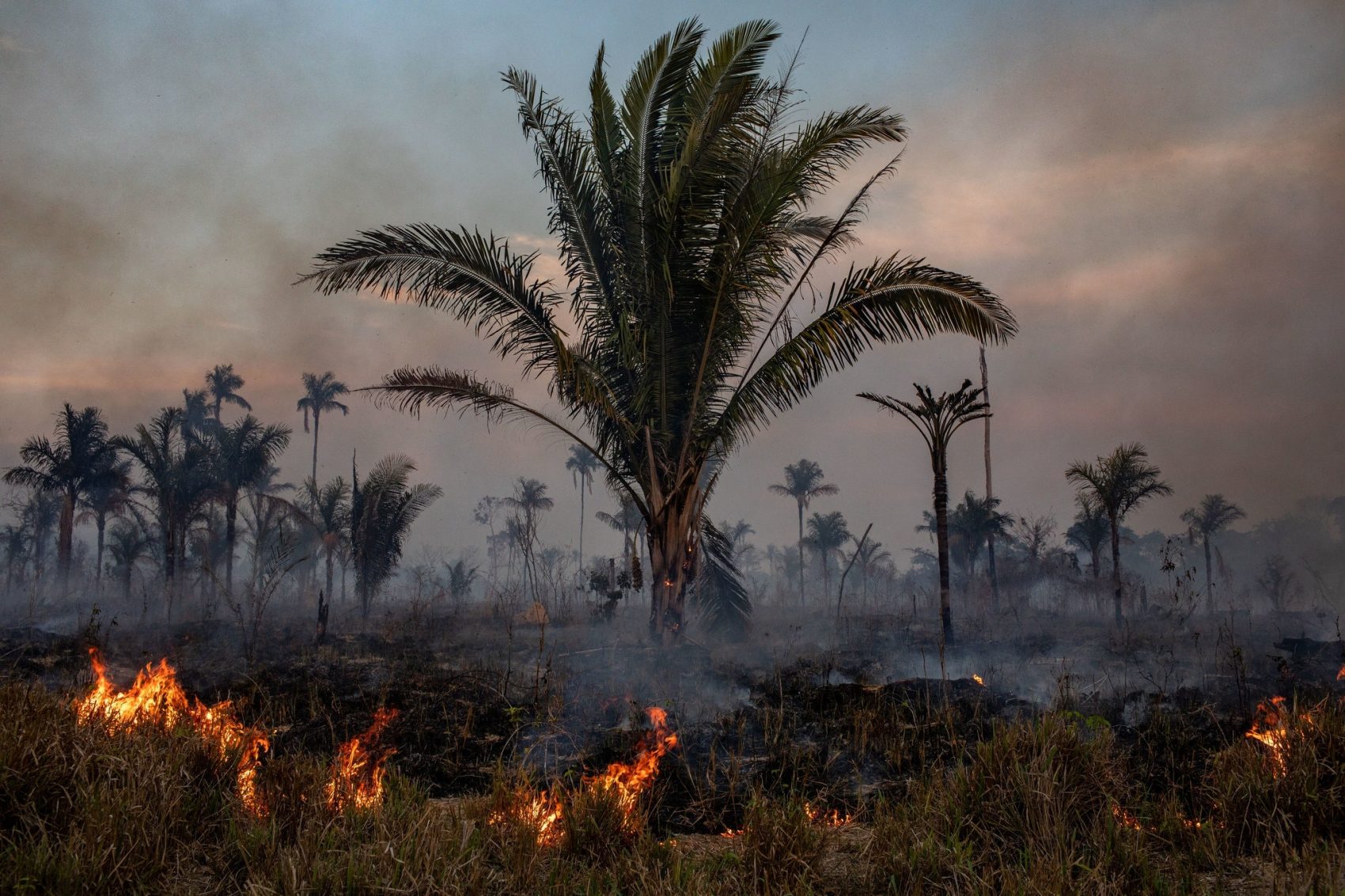 Outbreaks, Fires, Amazon, Lugs of the World