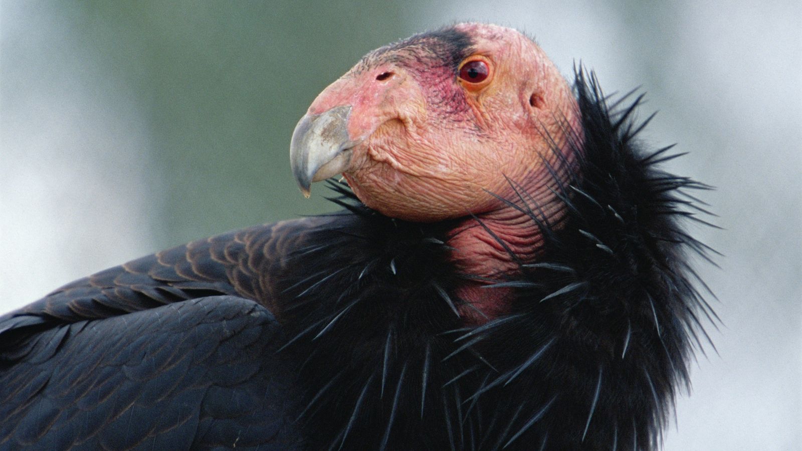 California Condor / California Condors Still At Risk Of Lead Poisoning ...