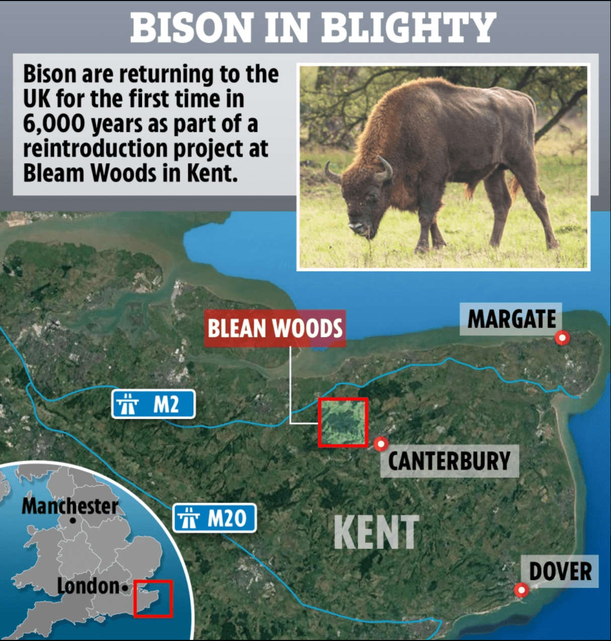 News, Bison are returning, Blean woods, Canterbury