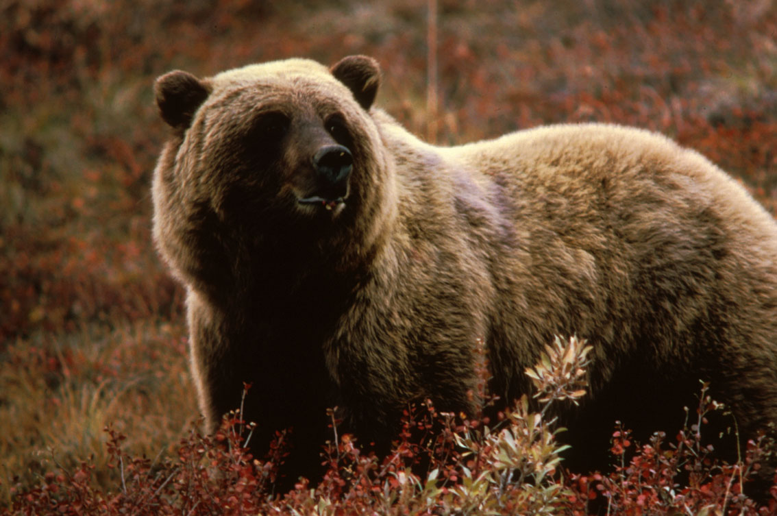 grizzly bear, 