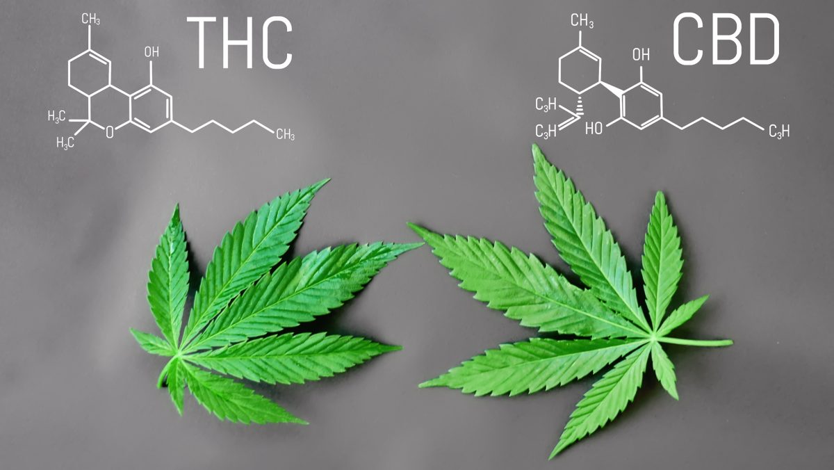 THC, CBD, Cannabis