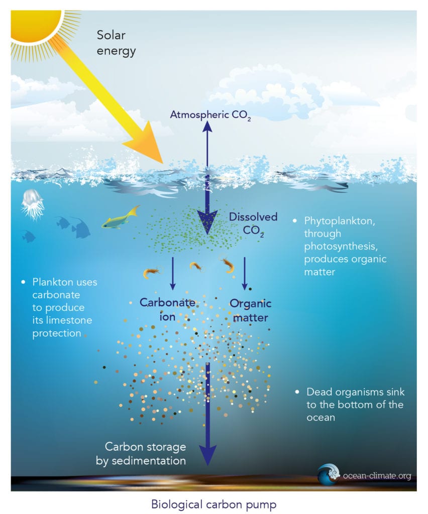 The ocean as a carbon sink