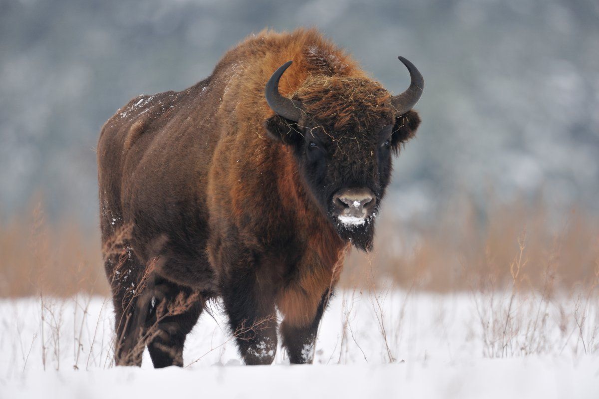 European Bison Returning To The UK After 6,000 Years - SnowBrains