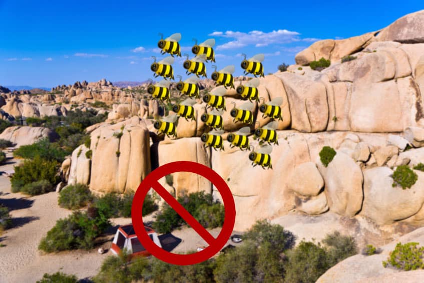 bees, Joshua Tree national park, jumbo rocks, california