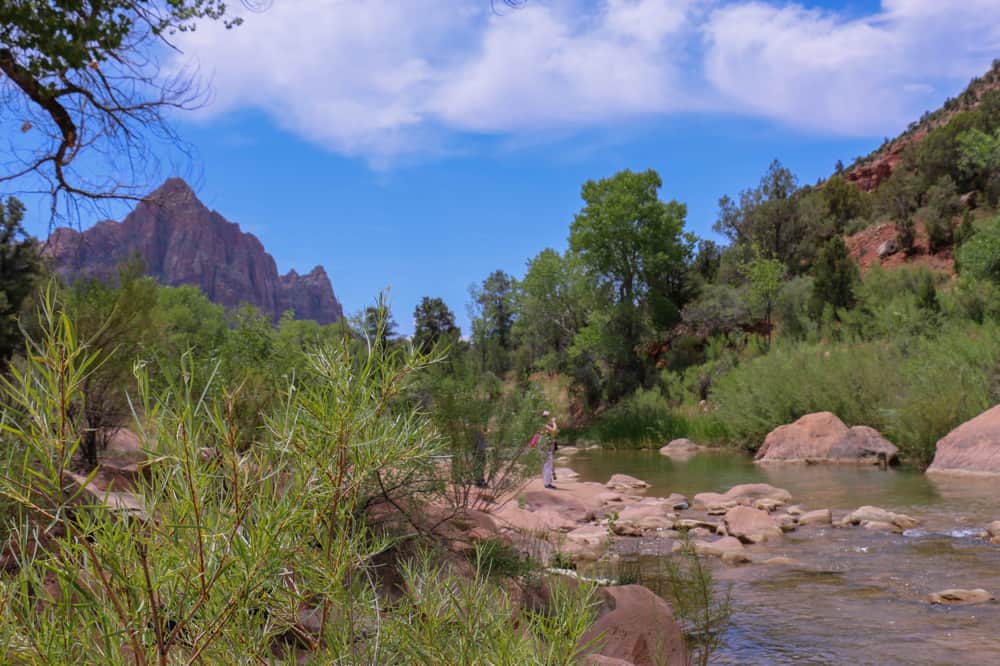 virgin river, Zion national park, Utah, algae, toxic, dog died