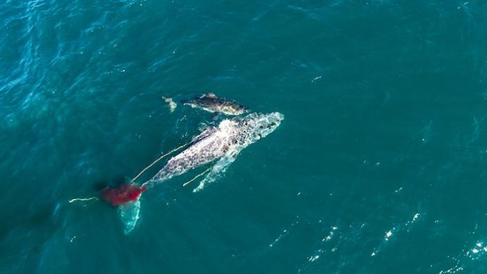 shark takes down whale